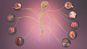Stimulating The Vagus Nerve May Reverse ...