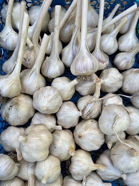 Assortment of vegetables grown in my kitchen garden