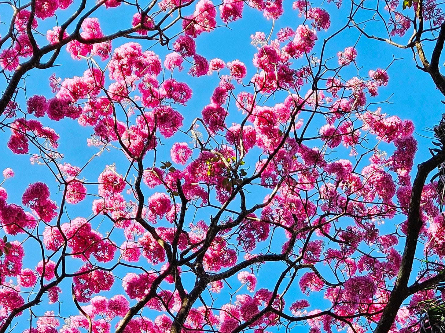 Florada de ipês rosa contra o azul do céu.