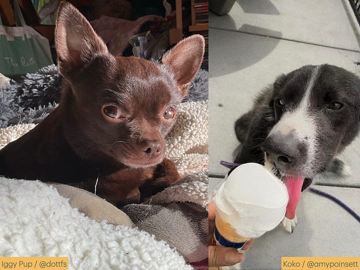 Photos of dogs and their names and owners' substack handles