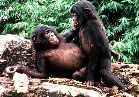 Bonobo Bonobo