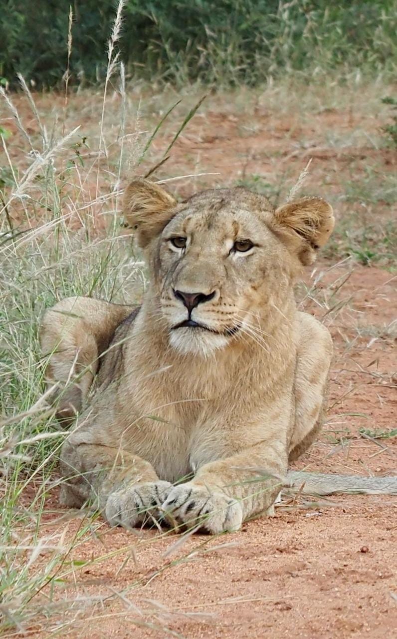 A lioness rests on reddish earth surrounded by tall grass, her front paws crossed and eyes focused with alert curiosity