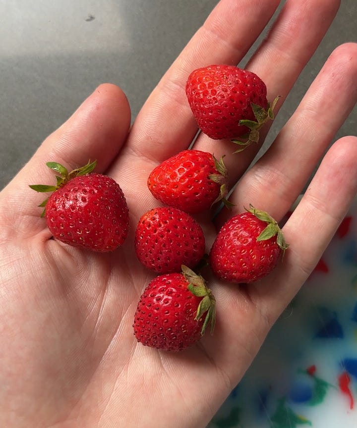 Mara des Bois strawberry shortcake
