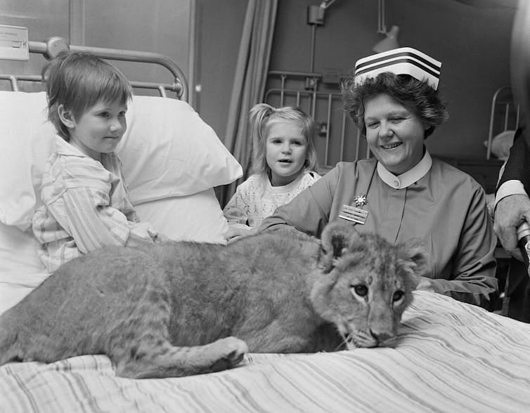 Black and white photo of female nurse, young male patient in bed, and young girl standing by the bed. A tiger cub lies on the bed. Black and white photo of female nurse, young male patient in bed, and young girl standing by the bed. A tiger cub lies on the bed.
