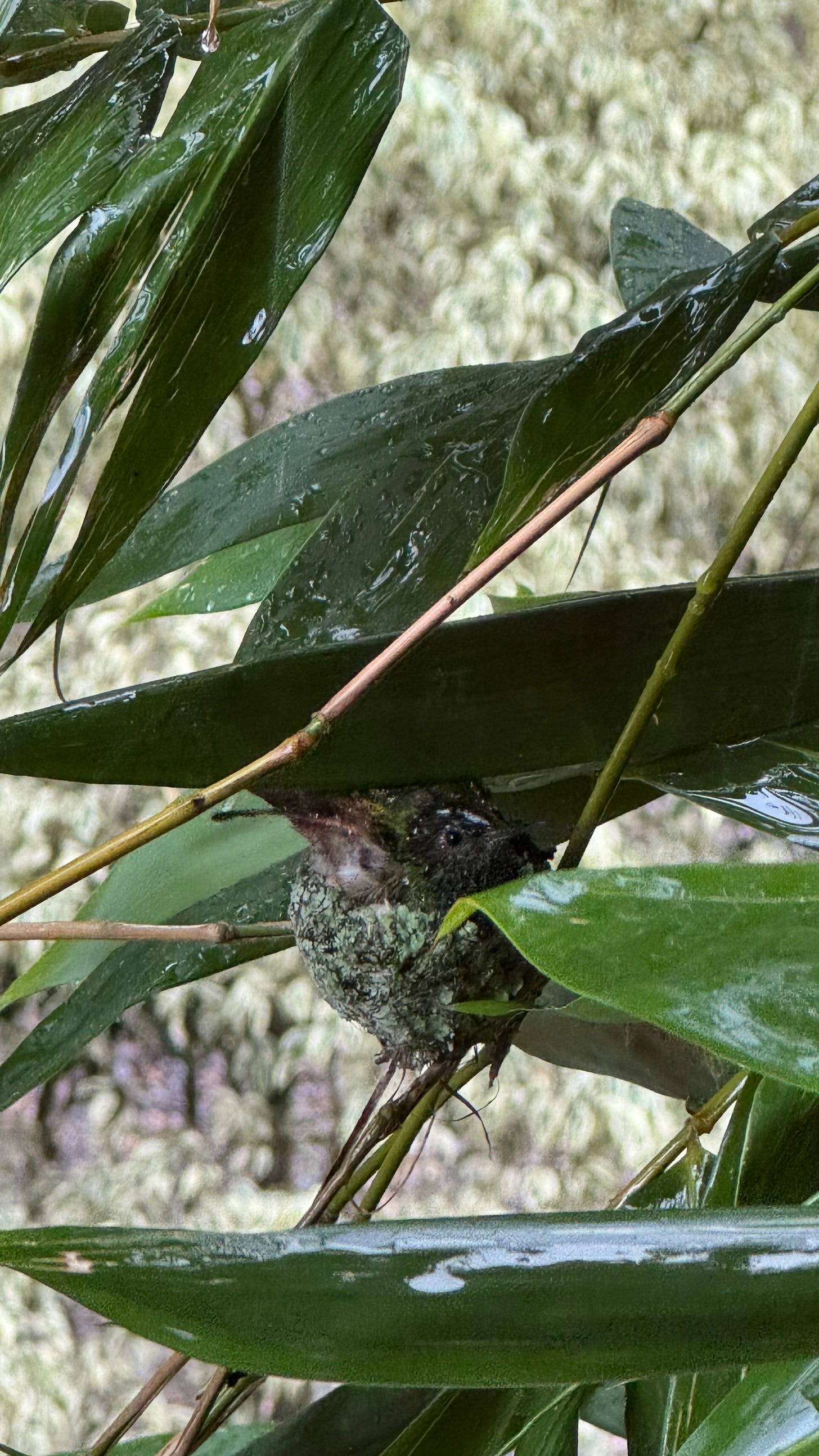 A hummingbird sitting on a nest.
