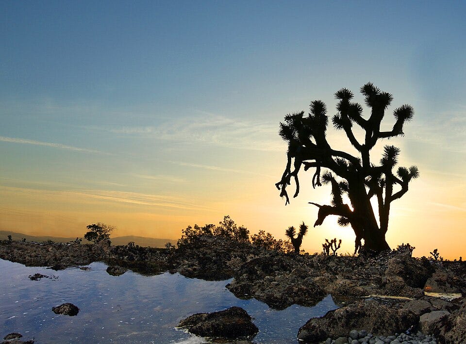 File:Desert Oasis (14182074104).jpg