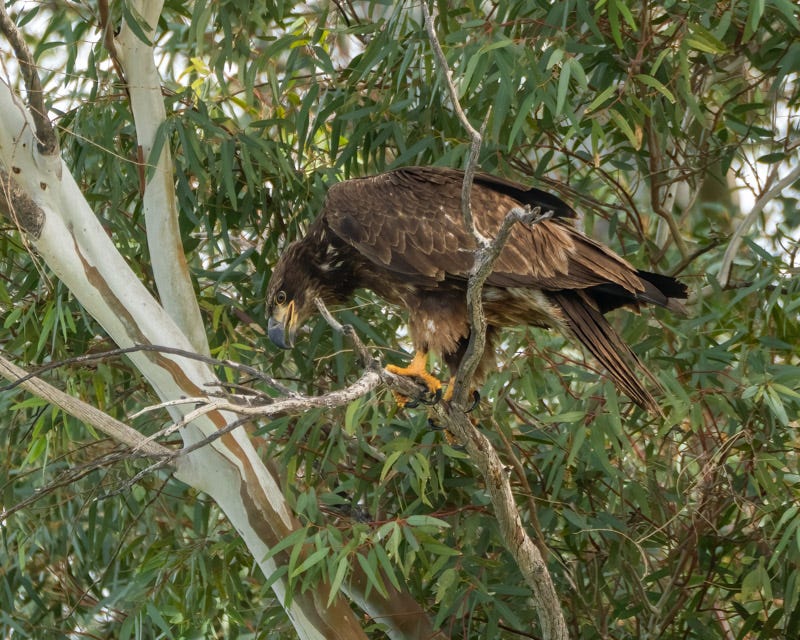 20260122-BaldEagle-166-Edit.jpg 20260122-BaldEagle-166-Edit.jpg