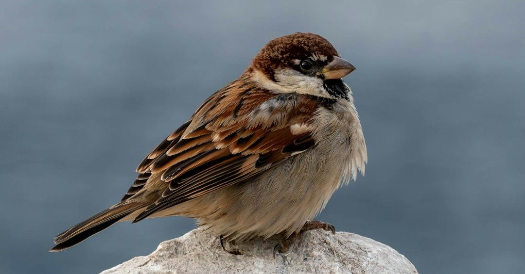 a small bird sitting on top of a rock