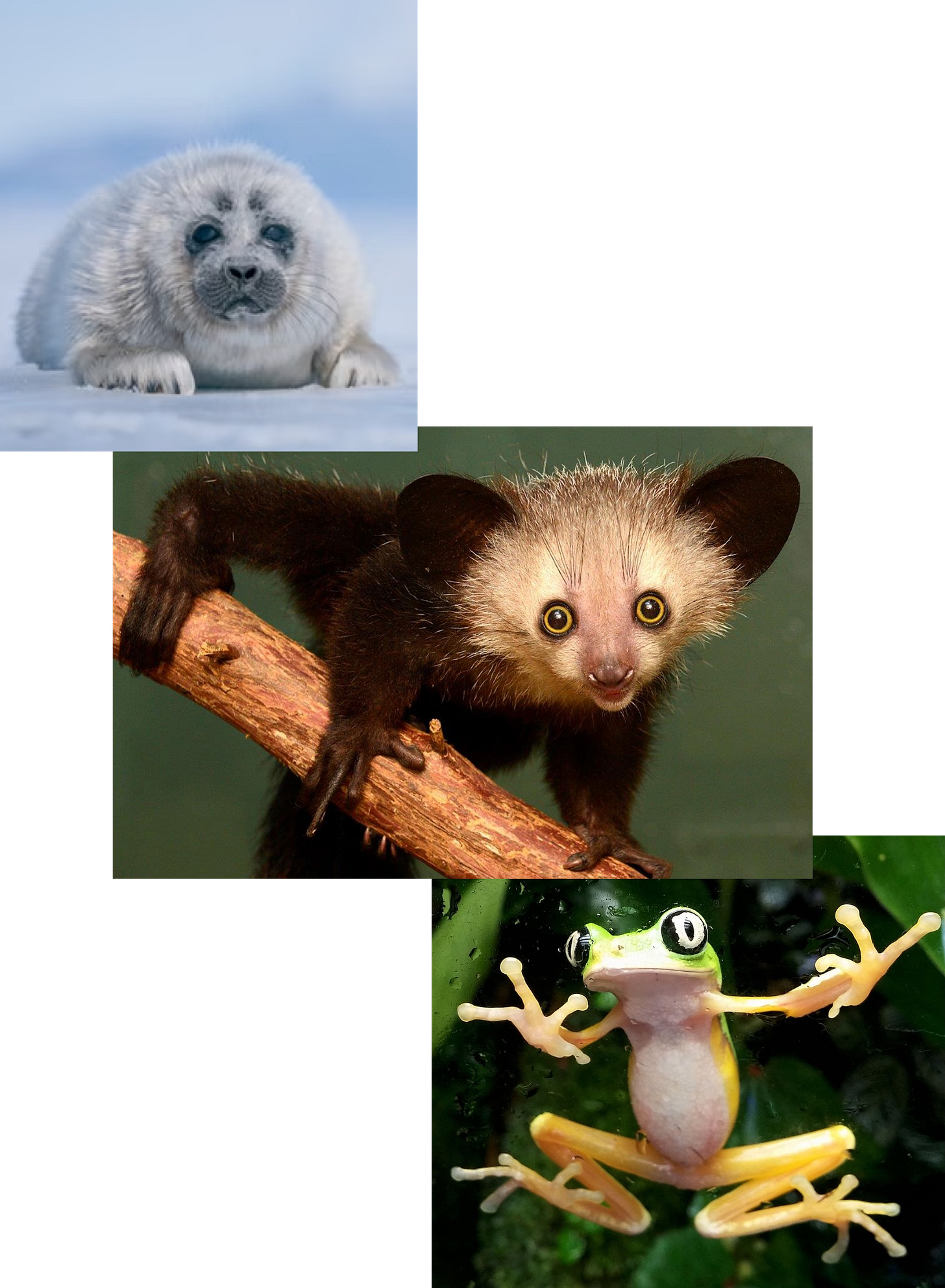 Diverse species on Earth – a Baikal Seal, an Aye-Aye and a Lemur Leaf Frog.