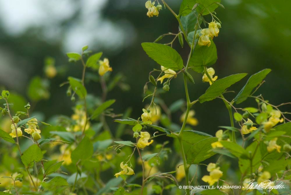 Tips of jewelweed