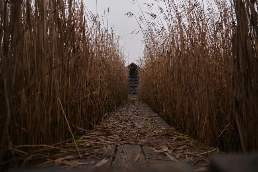 A narrow path moving quietly through tall reeds toward the light ahead. A narrow path moving quietly through tall reeds toward the light ahead.