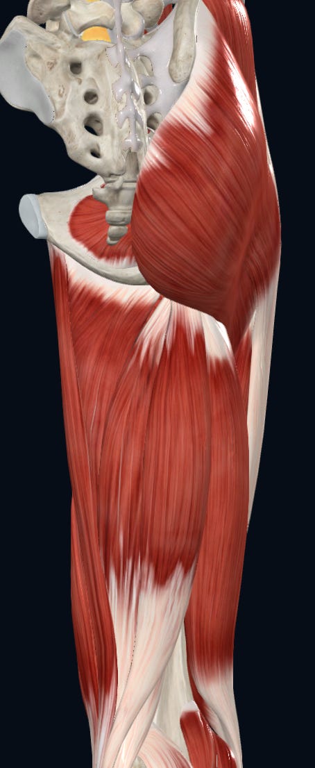 Posterior view of Adductor Magnus
