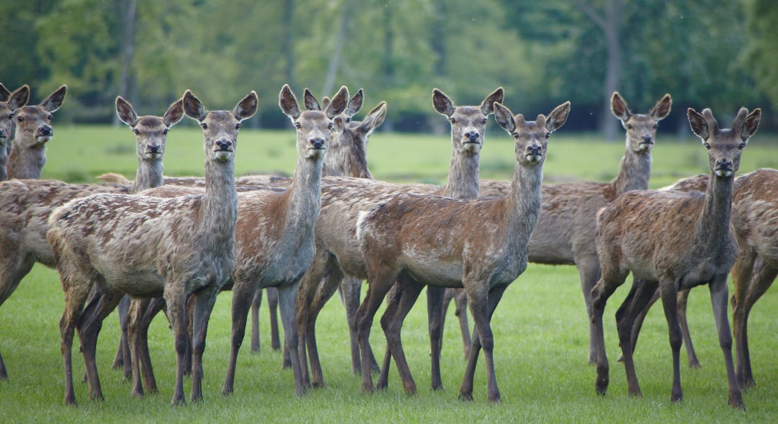 A group of deers on a green field A group of deers on a green field