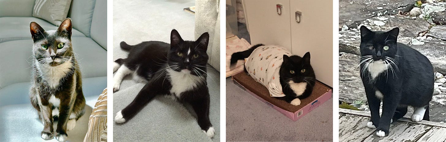 Four photos side-by-side featuring tuxedo cats. LEFT TO RIGHT: Abbey catches some sunshines on the couch. Jude lounges on the carpet. Penny poses in her white patterned onesie atop a cardboard scratching pad. JoJo makes his approach on the weathered boards of the back deck. His right eye shines bright green but the color is muted in his left.