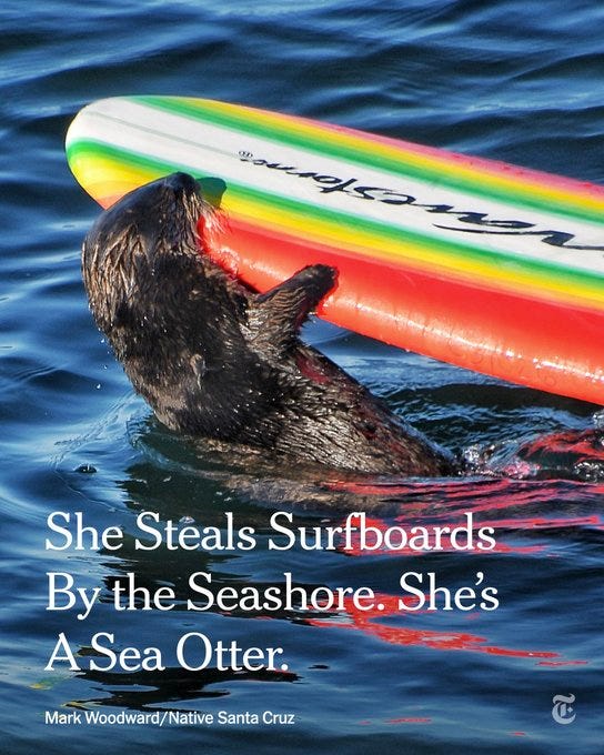 A brown sea otter grips onto and bites a surfboard with red, yellow, green and white stripes. White text reads: “She Steals Surfboards By the Seashore. She’s A Sea Otter.” Photo credit: Mark Woodward/Native Santa Cruz