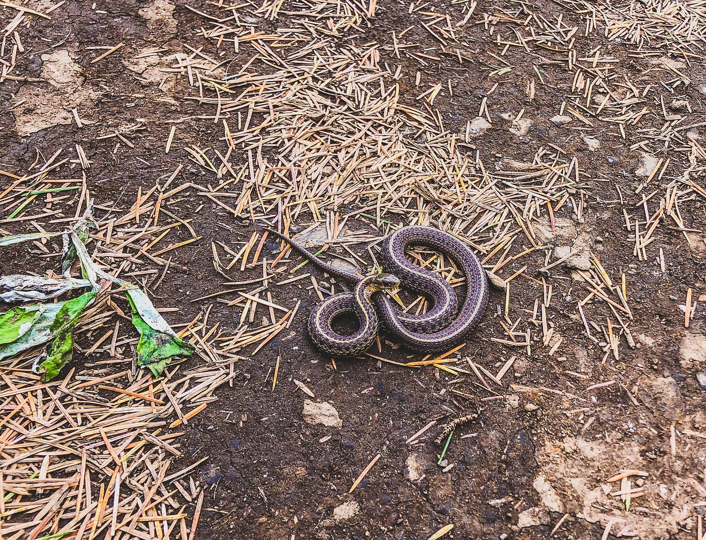 A coiled up snake in the dirt.