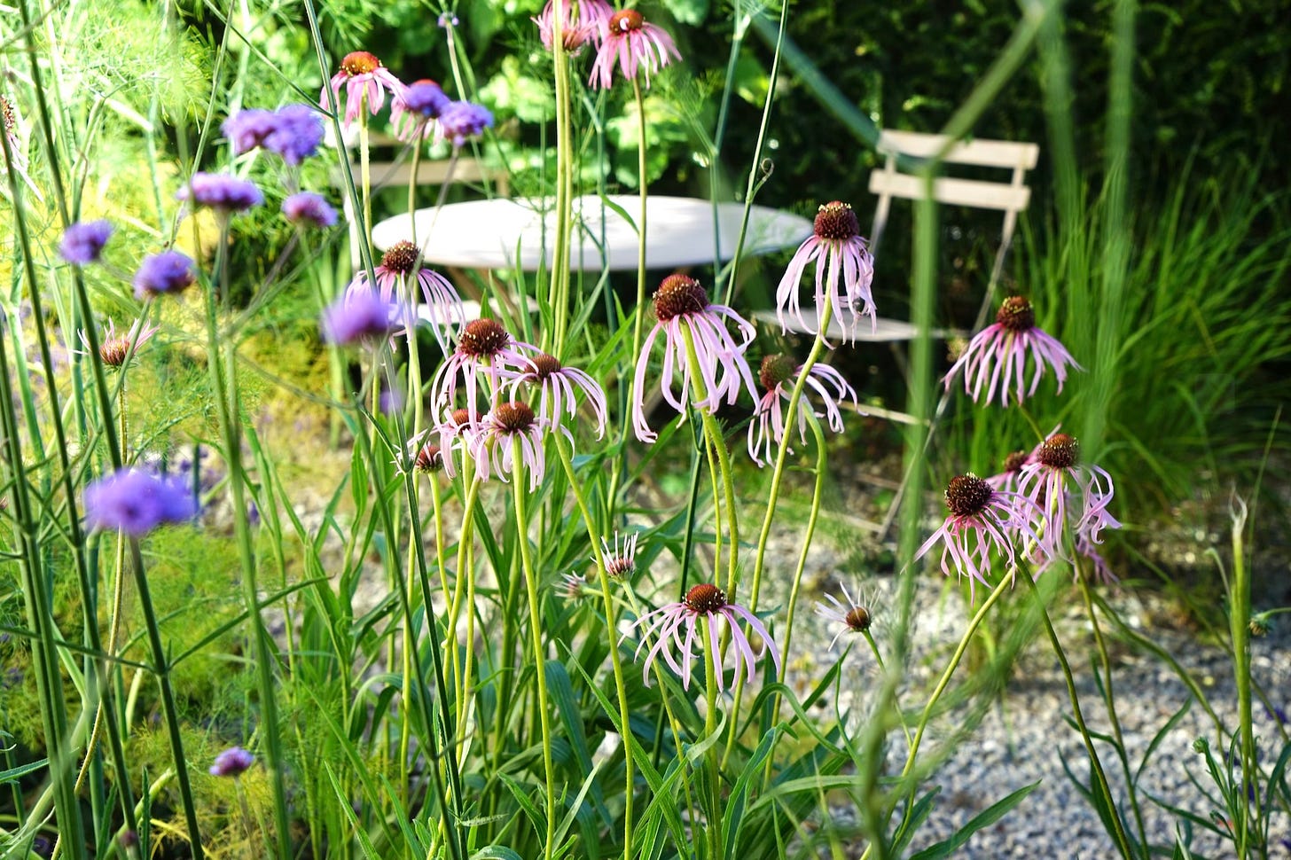  A pretty cottage garden  with gravel planting and a table and chairs