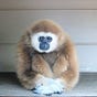 Violent Fauna's avatar