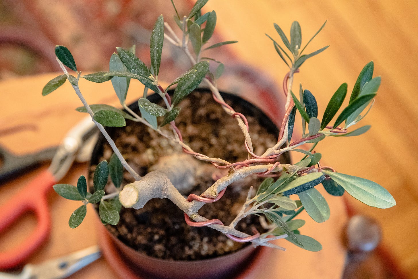 ID: View of the tree from above, wrapped with copper wire.