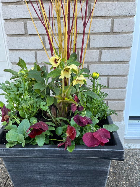 Colourful front planters for spring