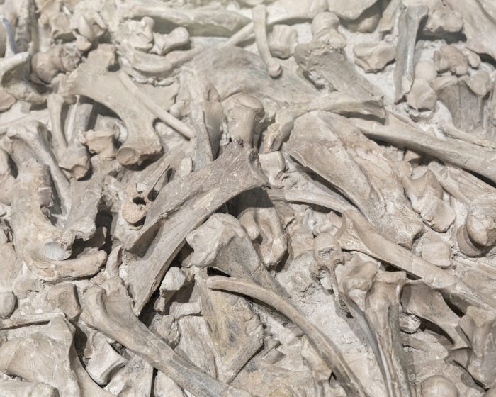 Foto eines Haufens Knochen