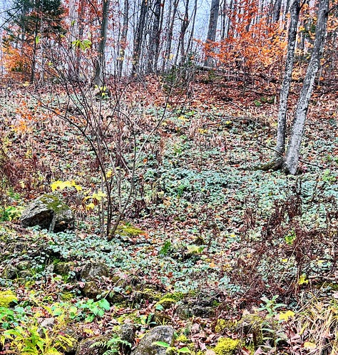 Fall forest of mostly leafless trees and green ground cover plants spreading far.