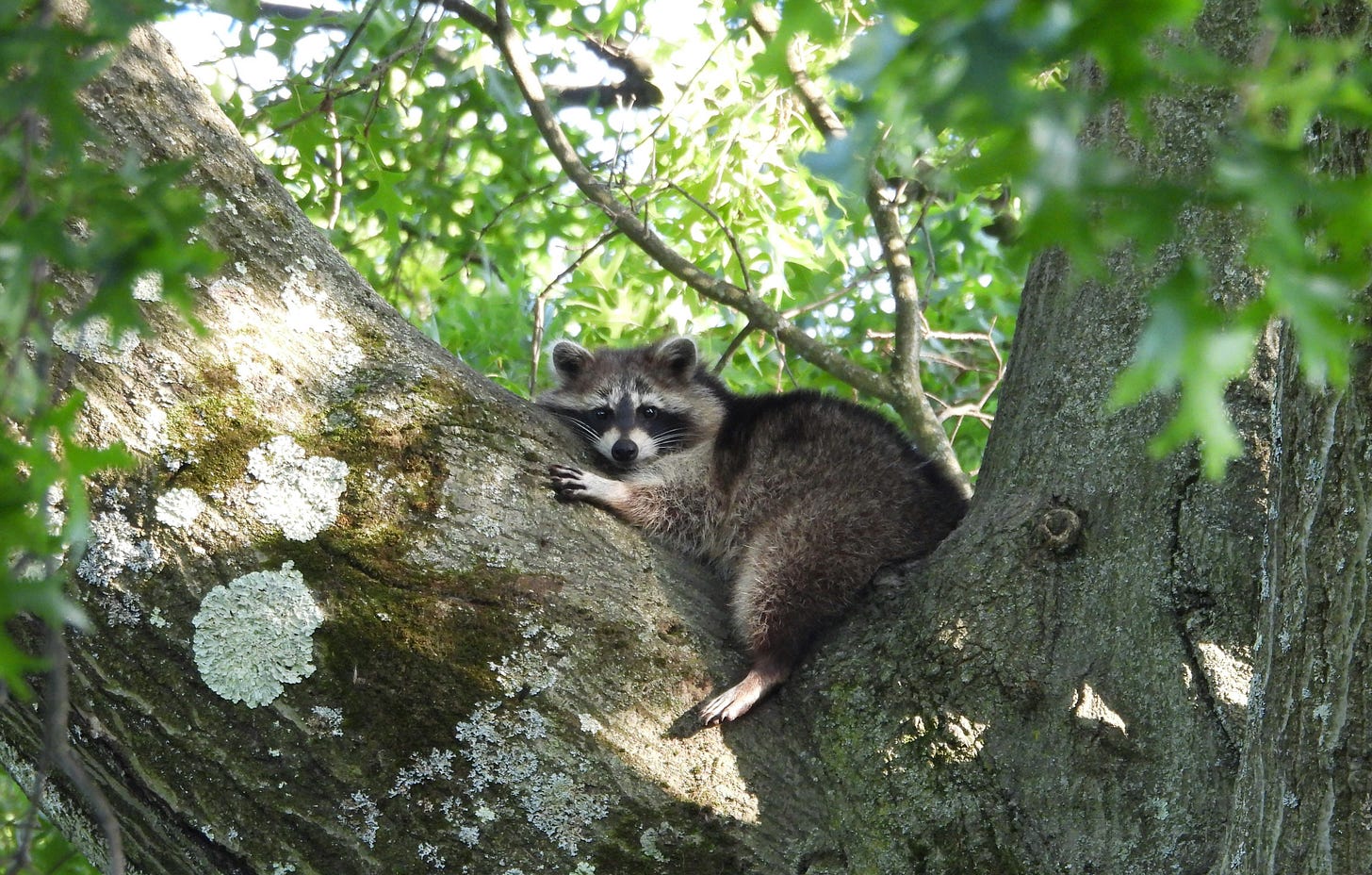 raccoon in a tree raccoon in a tree
