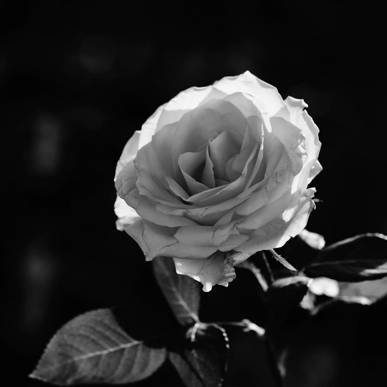 Jae's Darling Chronicles