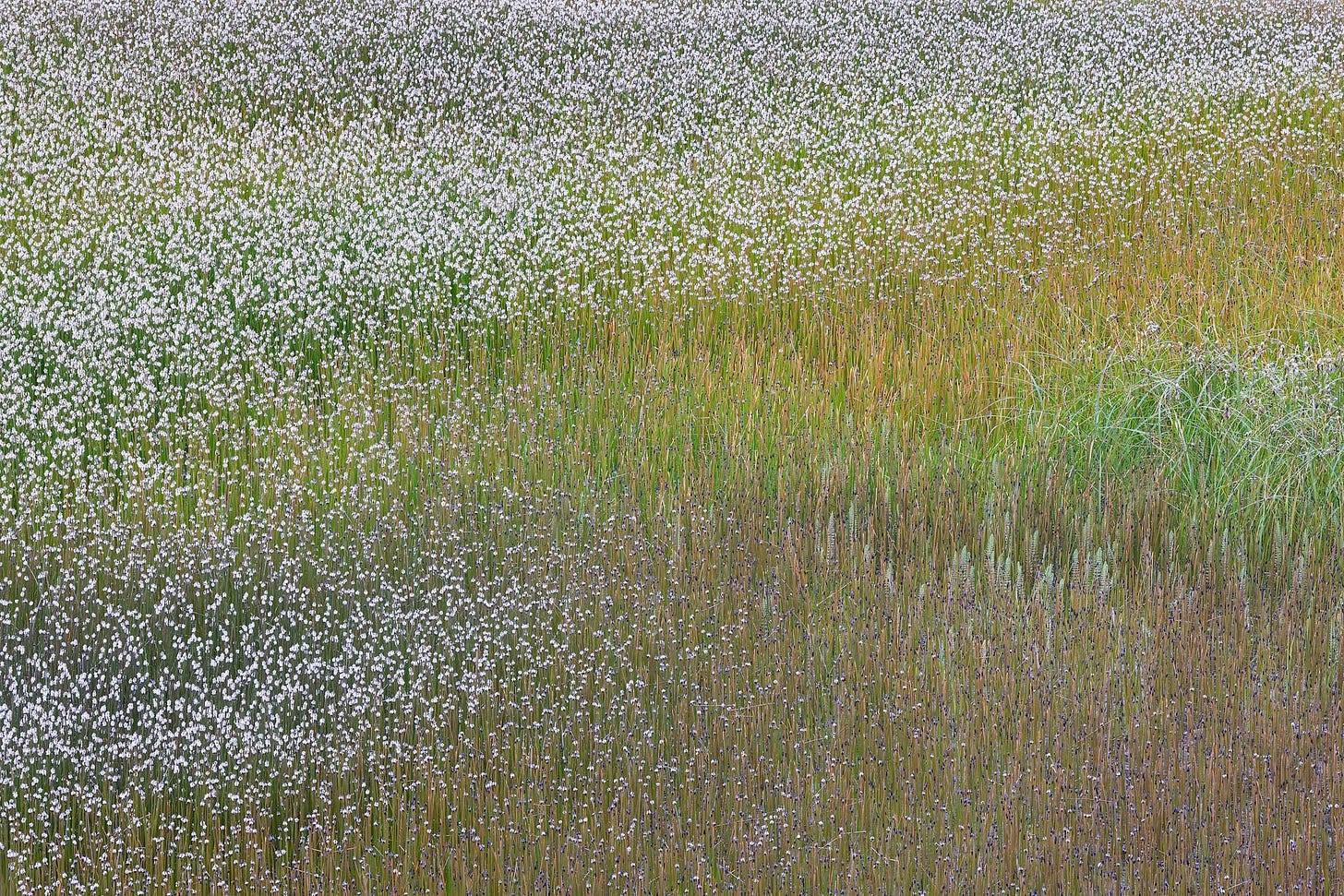 Blooming sedges, spring grasses, and horsetail plants in a wetland in Iceland.