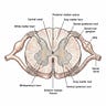 All Brain Matters