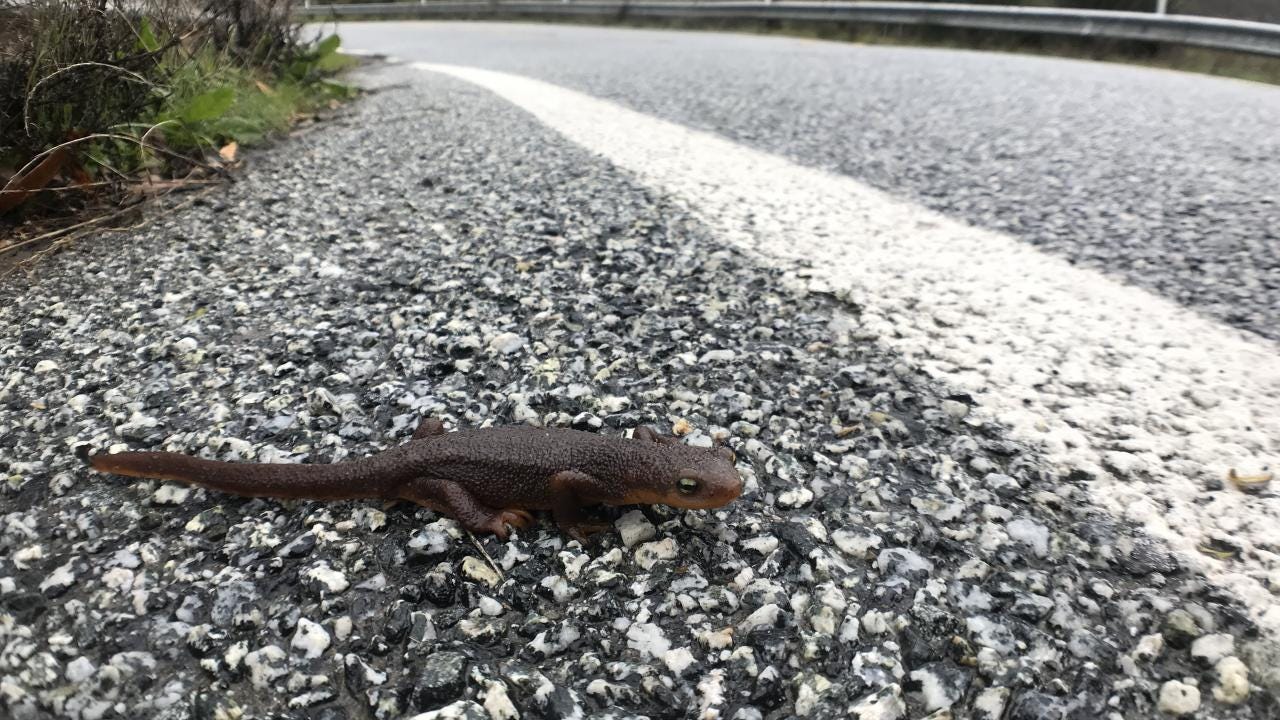 A Pacific newt approaches a highway in California. One of the largest rates of roadkill reported for any wildlife species in the world occurs each year when Pacific newts attempt to cross Alma Bridge Road in Santa Clara County. (Merav Vonshak)