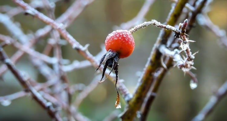 a small bird perched on a branch of a tree