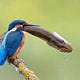 BigKingFisher’s Newsletter
