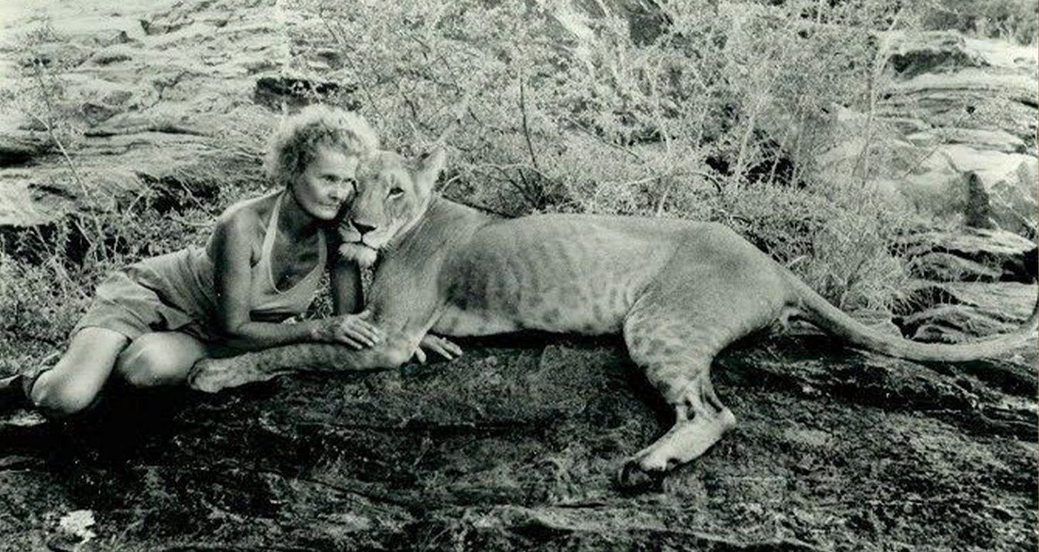 Born Free: The Story of Elsa the Lioness. - Kenya Wild Parks