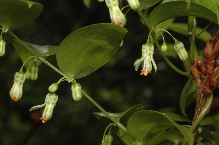 Asparagus asparagoides [ Flowers - ATLAS - M. Fagg, 2010].jpeg