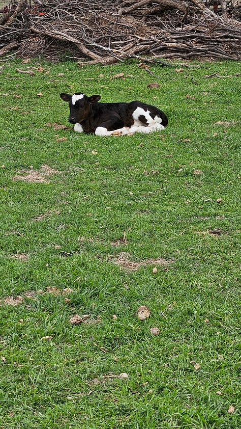 Nurse cows all had bull calved this year.