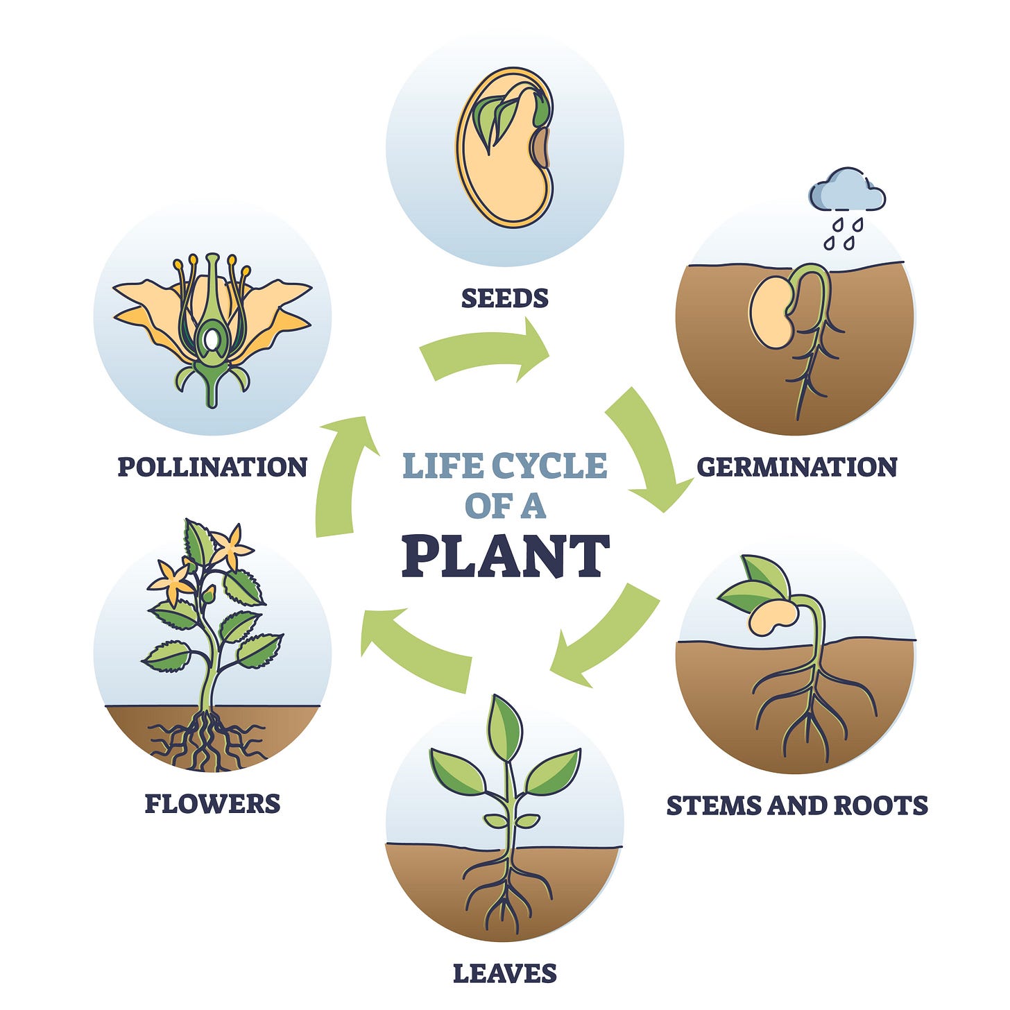 Image of seed germination stages Image of seed germination stages