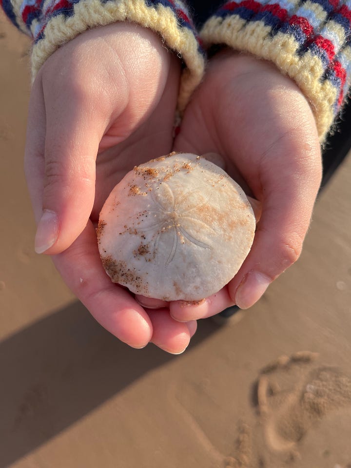 two photos of sand dollars, one lying on the beach sand, the oher in a set of outstretched hands