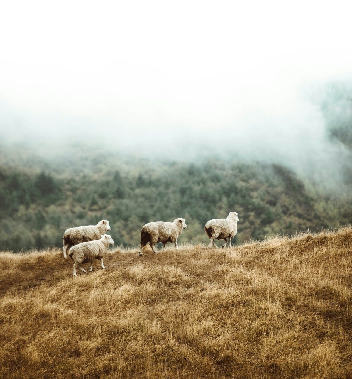 Sheep grazing on a misty hillside Sheep grazing on a misty hillside