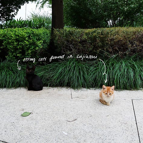 stray kittens at Lujiazui