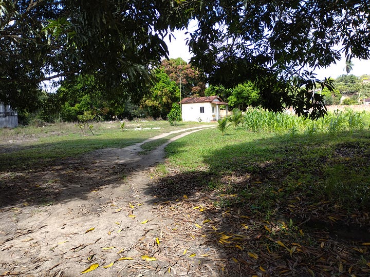 Field of corn, driveway passing through the land near the fruit trees, houses along the road, a monkey sitting on a chair outside my door, tiny house I lived in during my stay.