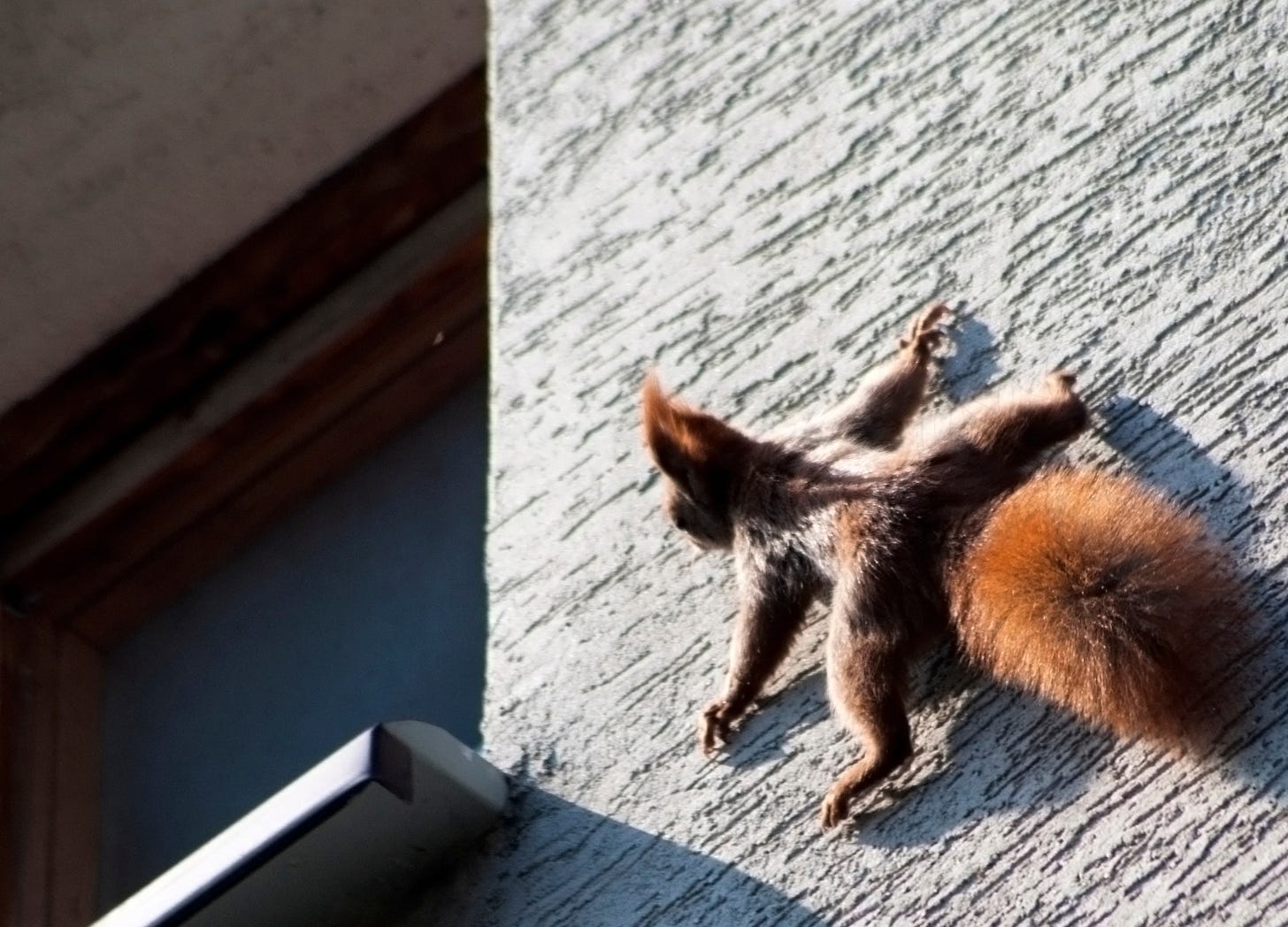 squirrel on a wall with all four legs spread out wide to hold on