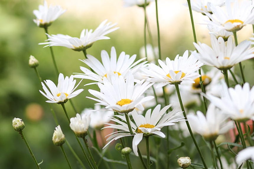 flowers thriving
