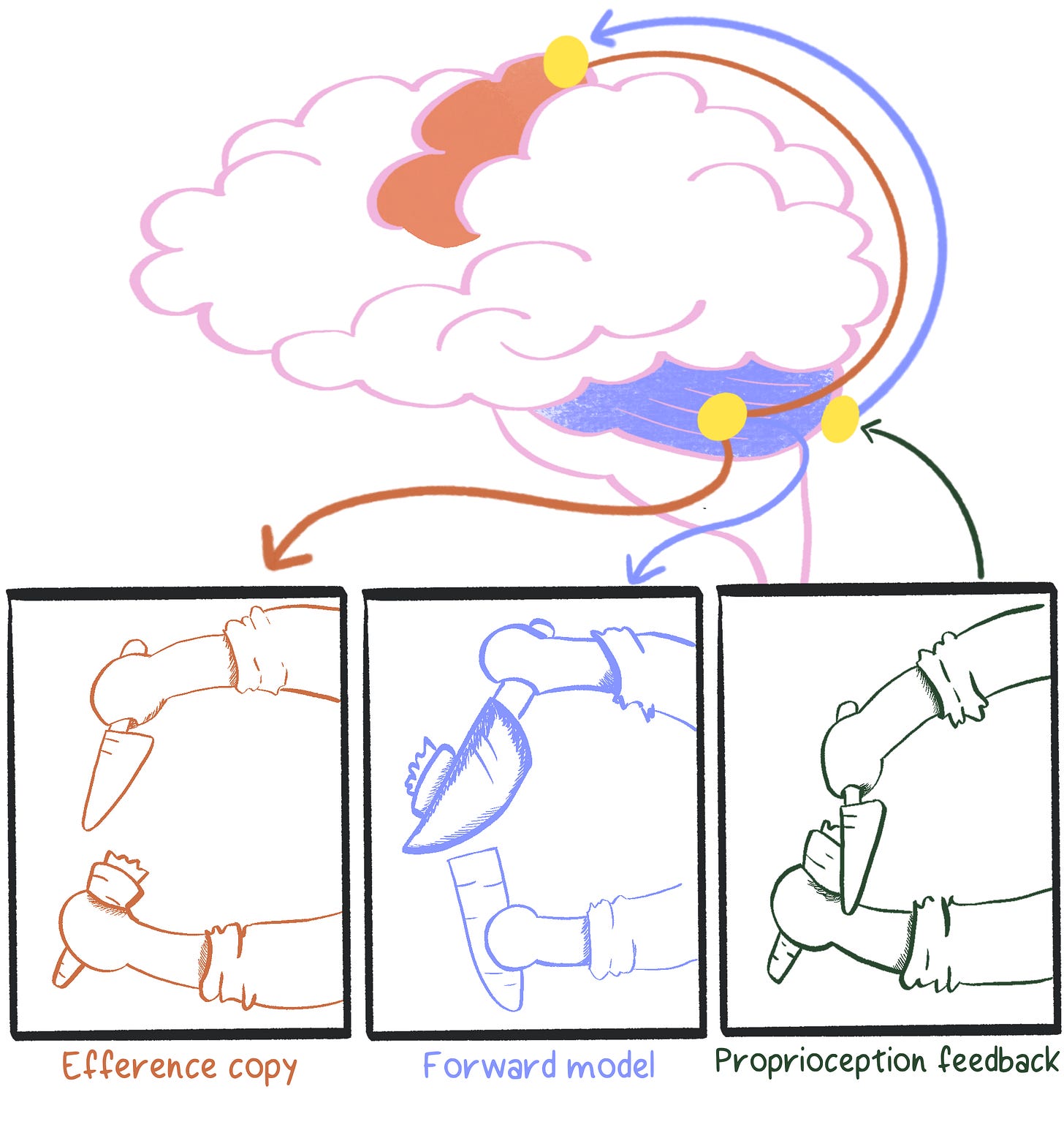 Illustration showing a simplified brain with two regions highlighted: motor cortex on top (orange) and cerebellum at the base of the brain (blue). Arrows from the motor cortex split into the cerebellum and then move to the first panel on the bottom. The first panel shows two hands, one holding a carrot, the other holding a knife. The first panel is labeled "Efference copy". A blue arrow from the cerebellum goes to the second panel, showing the same hands performing the ideal task (cutting the carrot). The second panel is the "Forward Model". A third panle shows the "wrong" motion, with the knife aiming at the hand, this panel is labeled "Proprioception feedback" A green arrow from the third panel moves to the cerebellum, and then back to the motor cortex, closing the loop.