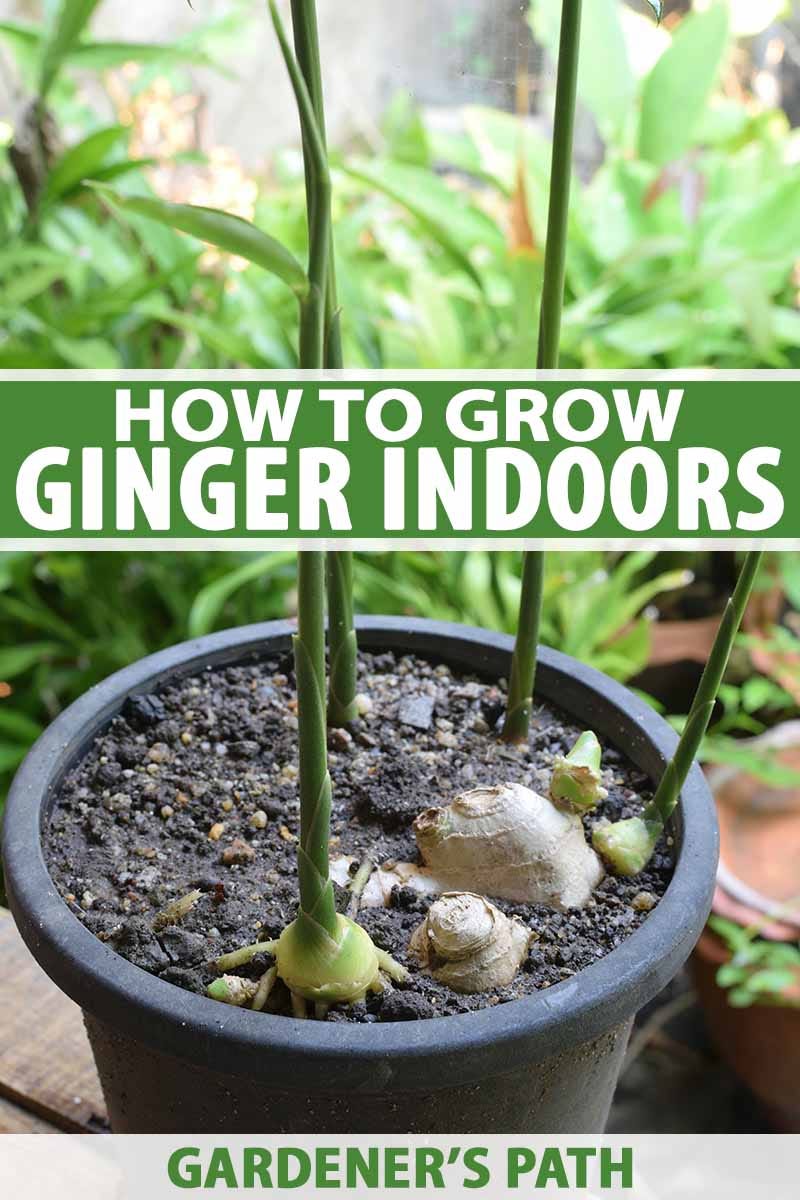 A vertical picture of ginger rhizomes sprouting through the dark rich soil in a black plastic pot. In the background is foliage and a gray fence in soft focus. To the center and bottom of the frame is green and white text.