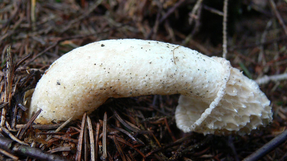 Phallus Impudicus: The Nastiest Mushroom Ever? | HowStuffWorks Phallus Impudicus: The Nastiest Mushroom Ever? | HowStuffWorks