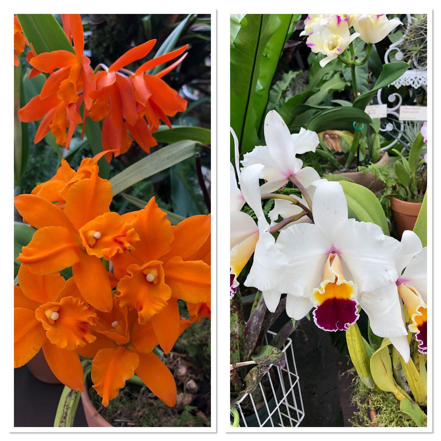Two images of orchids, one deep orange and the other white with purple and yellow highlights in the center. 