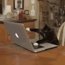 Cat On Keyboard GIFs | Tenor