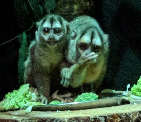 Recognizing the two types of Monkeys in Scrum Recognizing the two types of Monkeys in Scrum