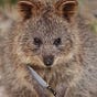 Quokka's avatar